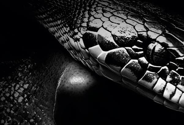 Gastroshow en Valencia: Gastronomía y Espectáculo